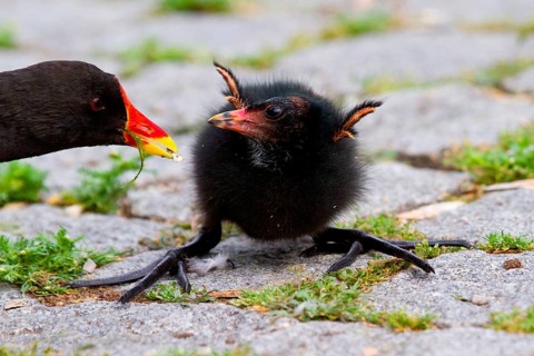 Moorhen