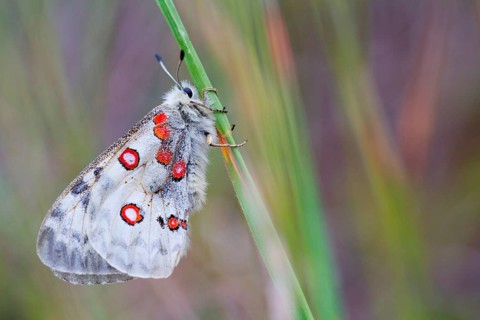 Red Apollo