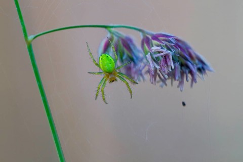 Cucumber green spider