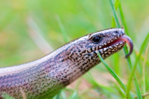 Blindworm