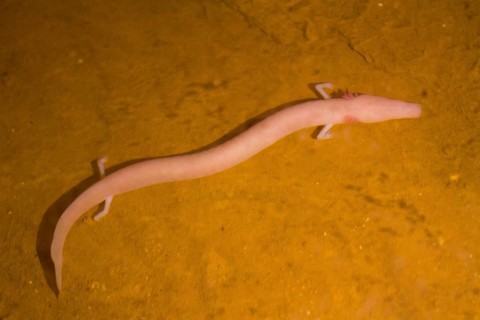Olm