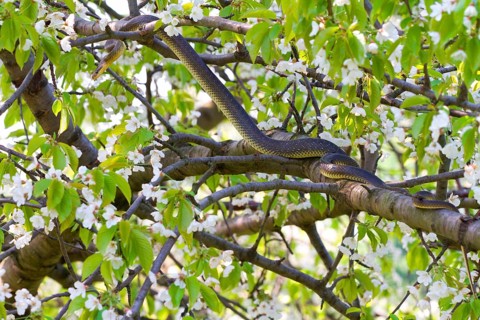 Aesculapian snake