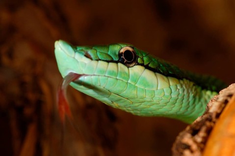 Common snake