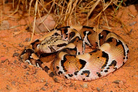 Puff adder-Gaboon viper-Hybid