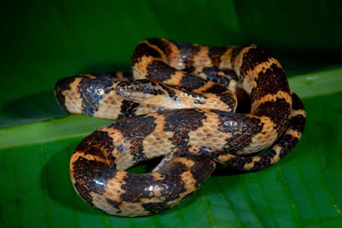 Swamp snake