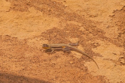 Peruvian Pacific Iguana