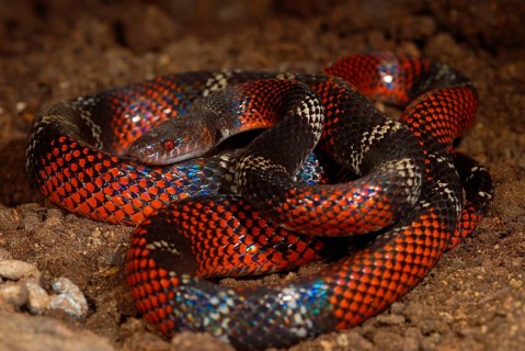 Tschudi's False Coral Snake