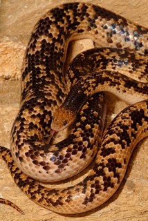 Fitzinger's False Coral Snake