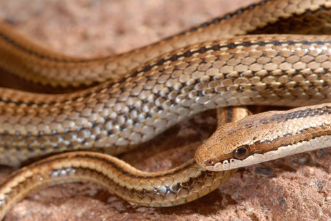 Schmidt's bush snake