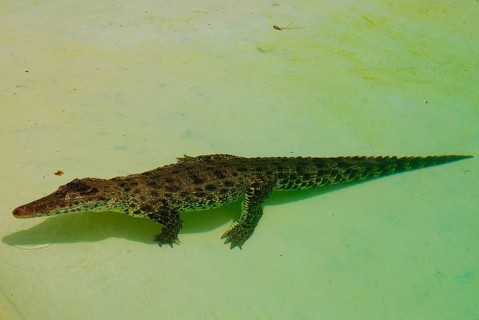 Cuban crocodile