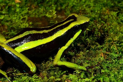 Green Giant Poison Frog