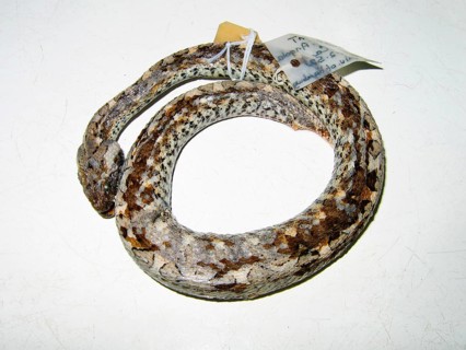 Angola dwarf otter
