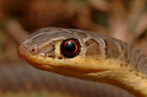 Mozambique sand snake