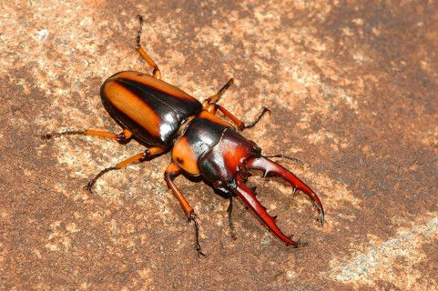 Kenyan goliath beetle