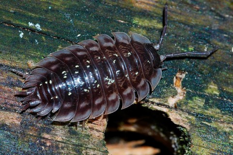 Woodlouse