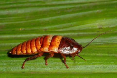 Madagascar Giant Foxy Cockroach