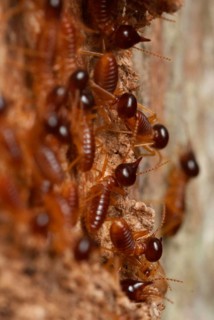 Termites in the corridor