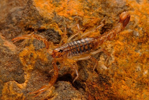 Bark scorpion