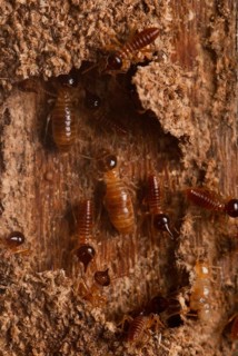 Termites in the corridor