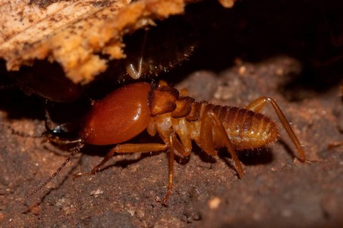 Termite soldier