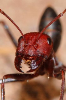 Desert ant