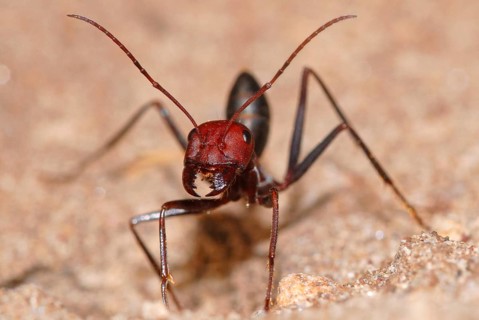 Desert ant