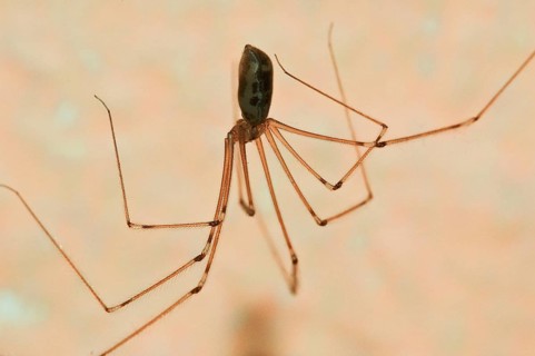 Trembling spider
