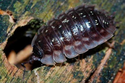 Waldmilbe