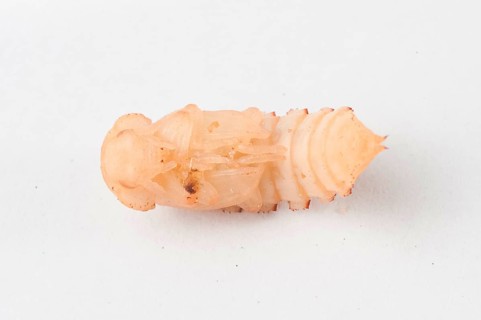 Mealybug pupa