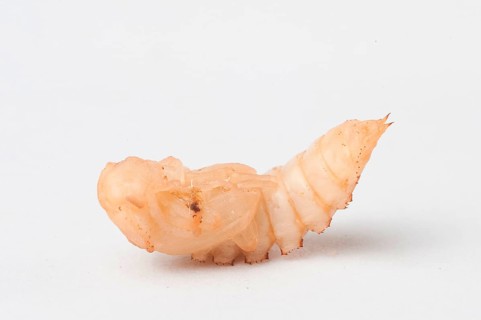 Mealybug pupa