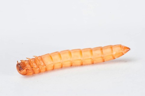 Mealworm