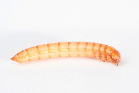 Mealworm