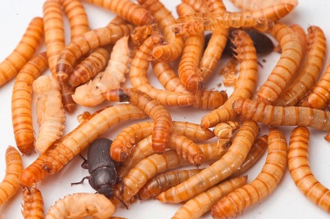 Mealworm
