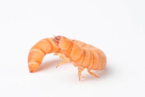 Mealworm