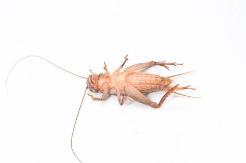 Cricket Cricket