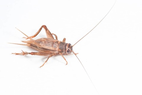 Cricket Cricket