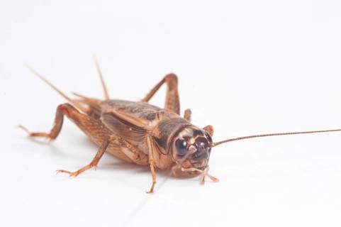 Cricket Cricket