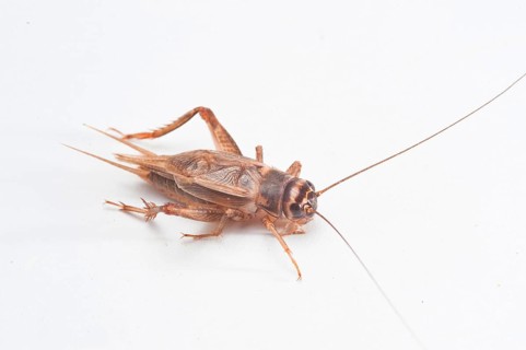 Cricket Cricket