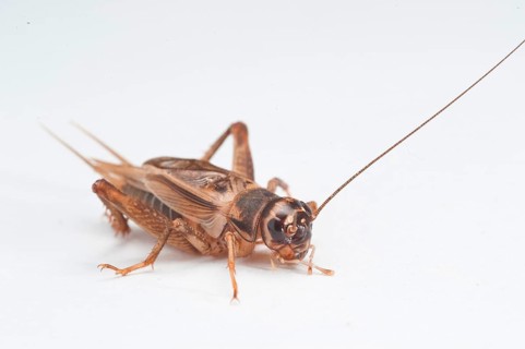 Cricket Cricket
