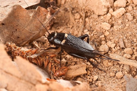 Two-spotted cricket