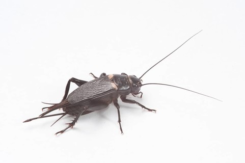 Two-spotted cricket