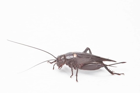 Two-spotted cricket