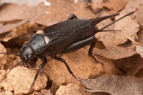 Two-spotted cricket