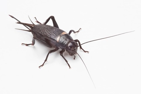 Two-spotted cricket