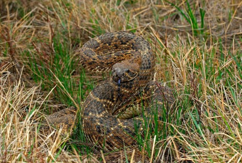 Western diamondback rattlesnake