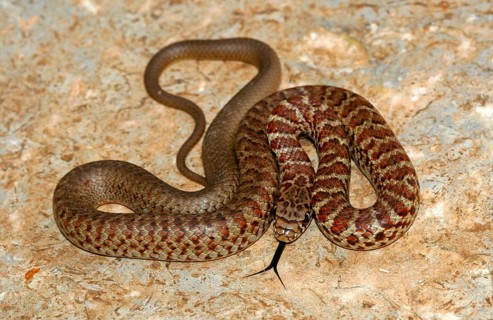 American Angry Snake