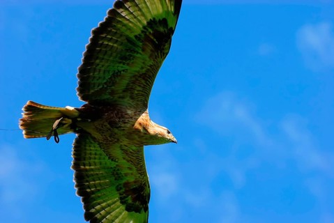 Rough-legged Buzzard