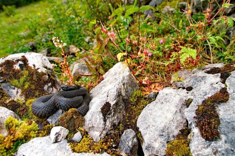 Alpine viper in its habitat
