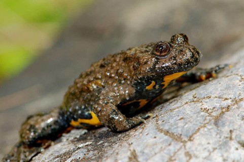 Yellow-bellied toad