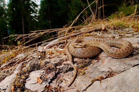 Smooth snake